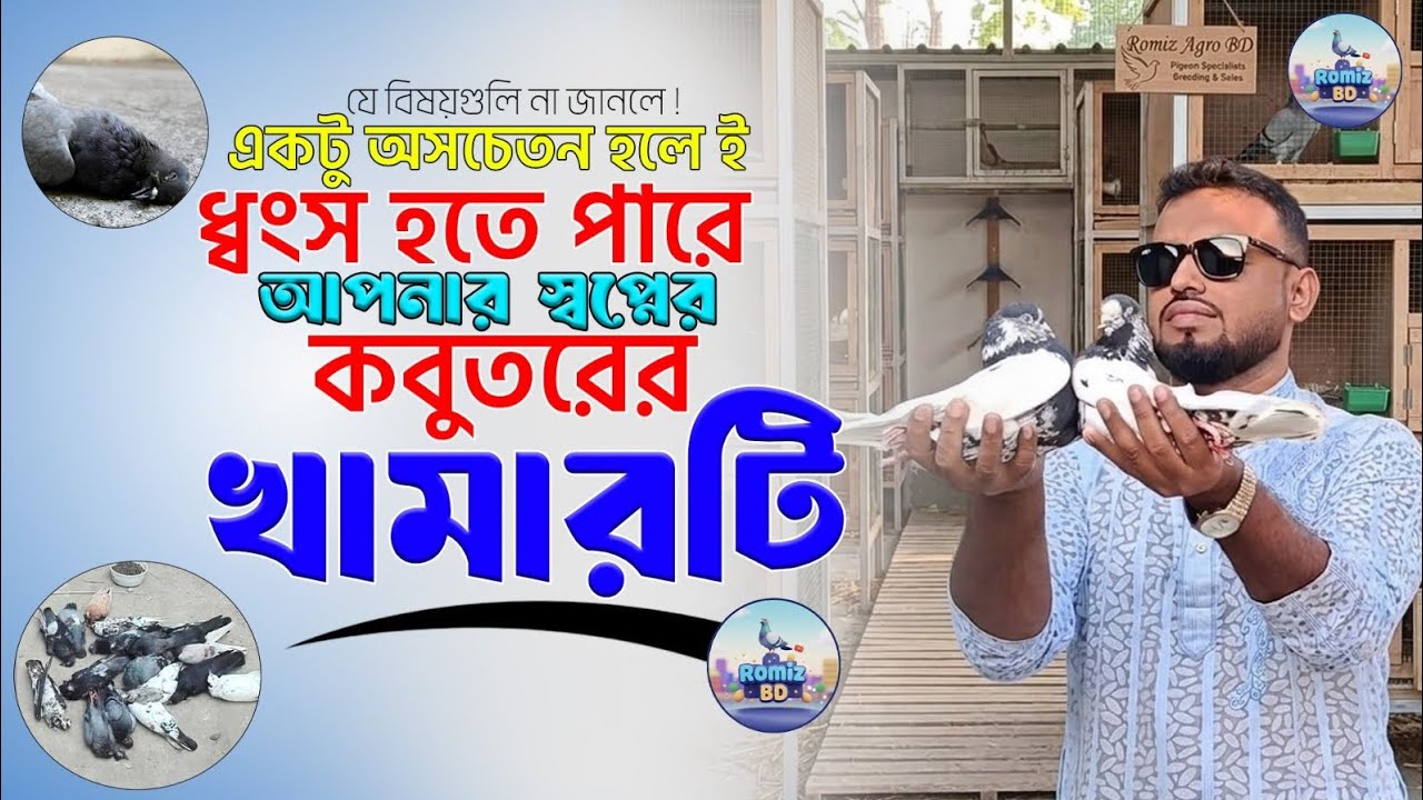 100% quality সম্পন্ন কিছু কবুতর #pigeon #kabutar #kabootar #kabuter #কবুতর #video #foryou #viral