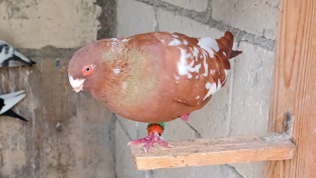 كش موعد شوف المعك على أصوله وفلتنا ثنين الصيد😱