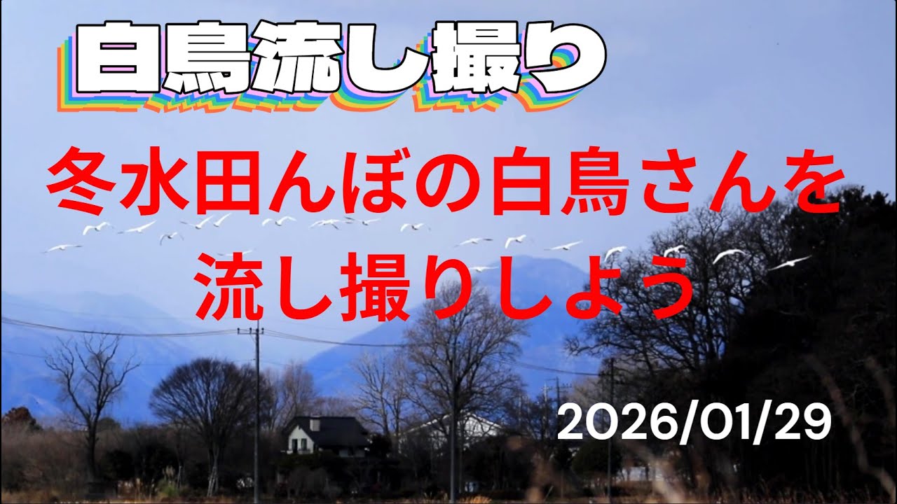 白鳥流し撮り　水田んぼの白鳥さんを流し撮りしよう　きせの風　2026/01/29