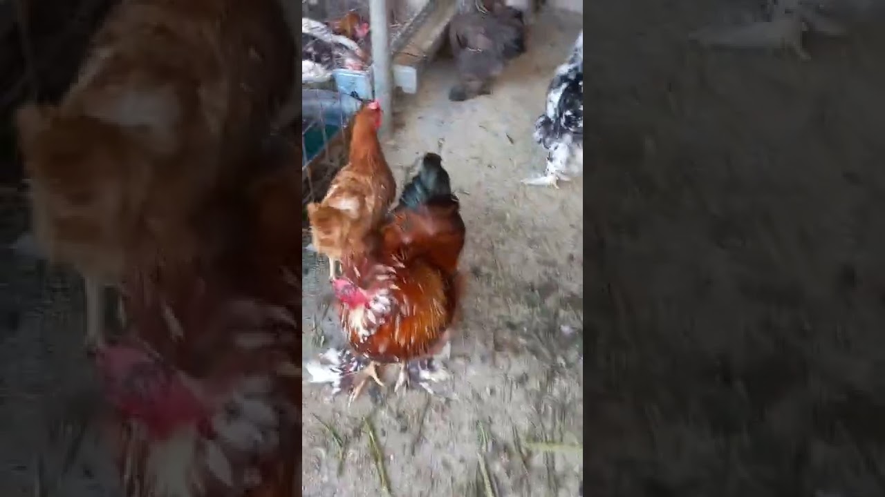 matca de gaini motate si barboase- oua disponibile