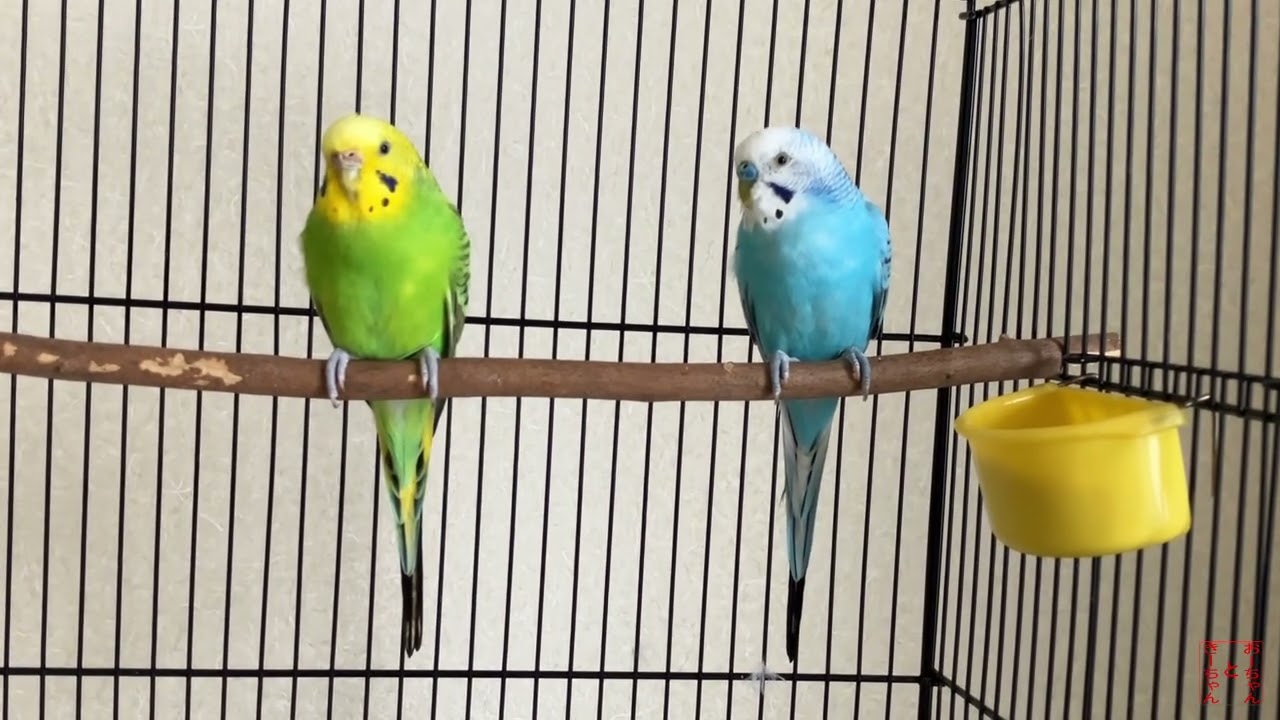 我が家のインコ　おーちゃんときーちゃん(190)　動かないインコ。