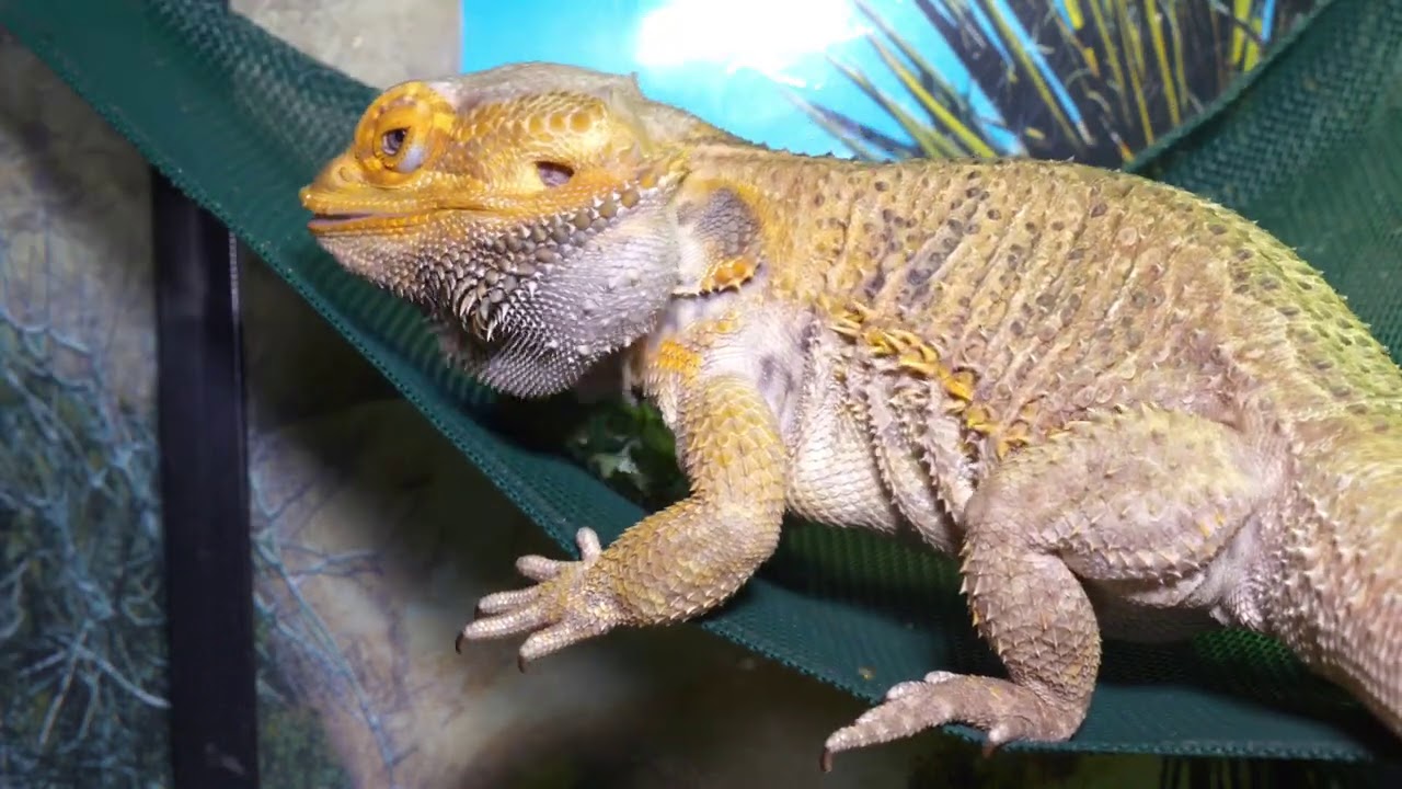 RESCUE BEARDED DRAGON EATS! AND ITS VEGGIES! | BEARDED DRAGON RESCUED FROM ABANDONED HOME EP5