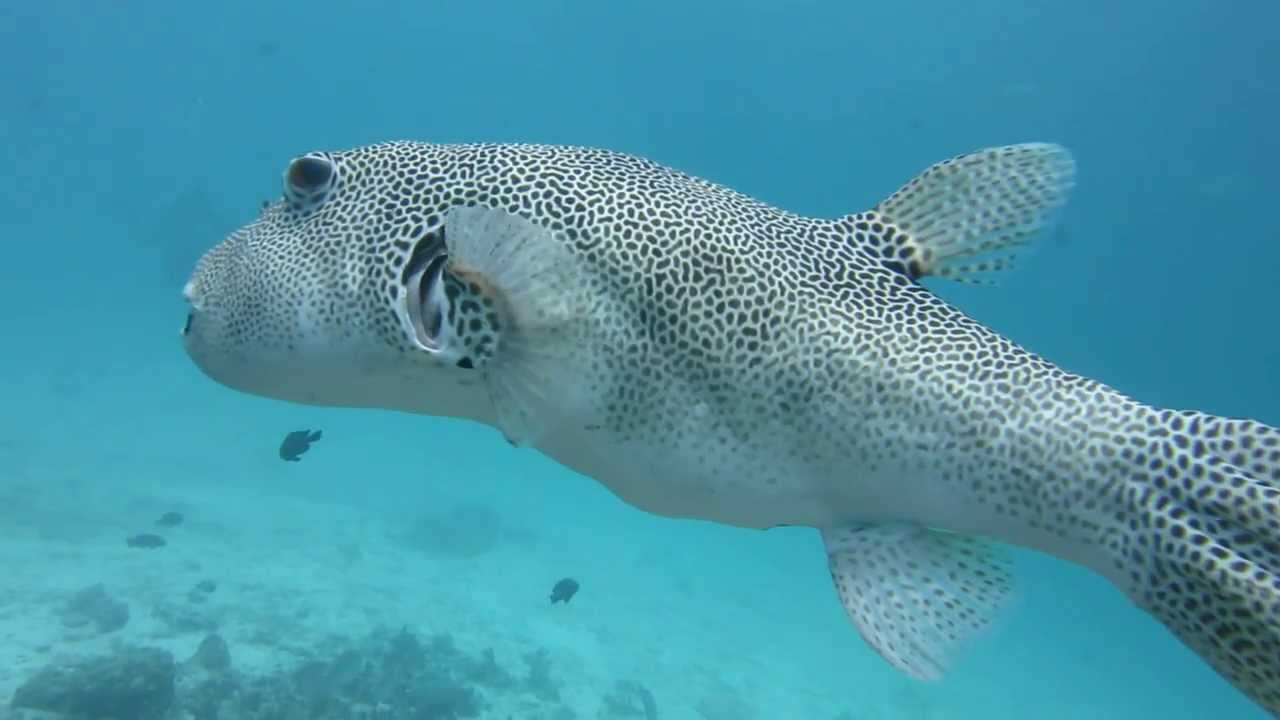 Swim with Giant Pufferfish