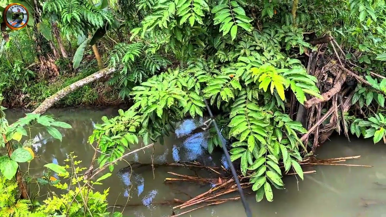 Mancing di sungai kecil sepot ikan gabus 