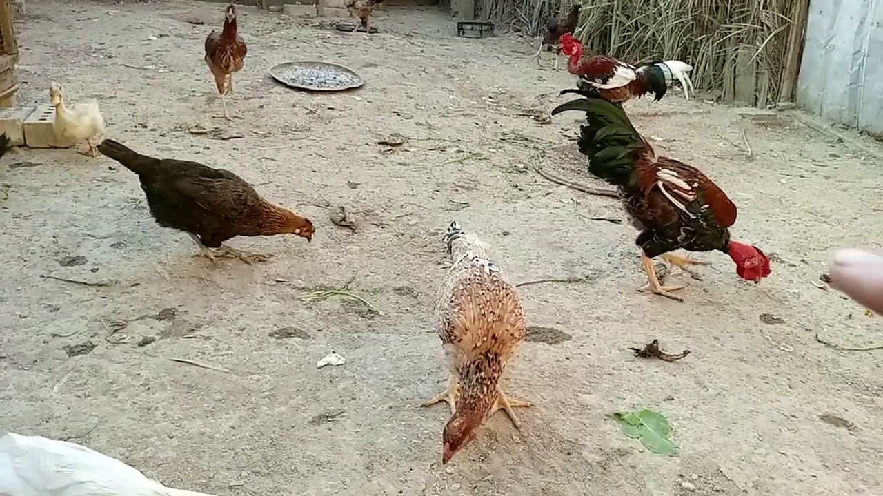 اليوم حجيت عن العلاج التنفسيه تصيب الدجاج وشنو علاجها