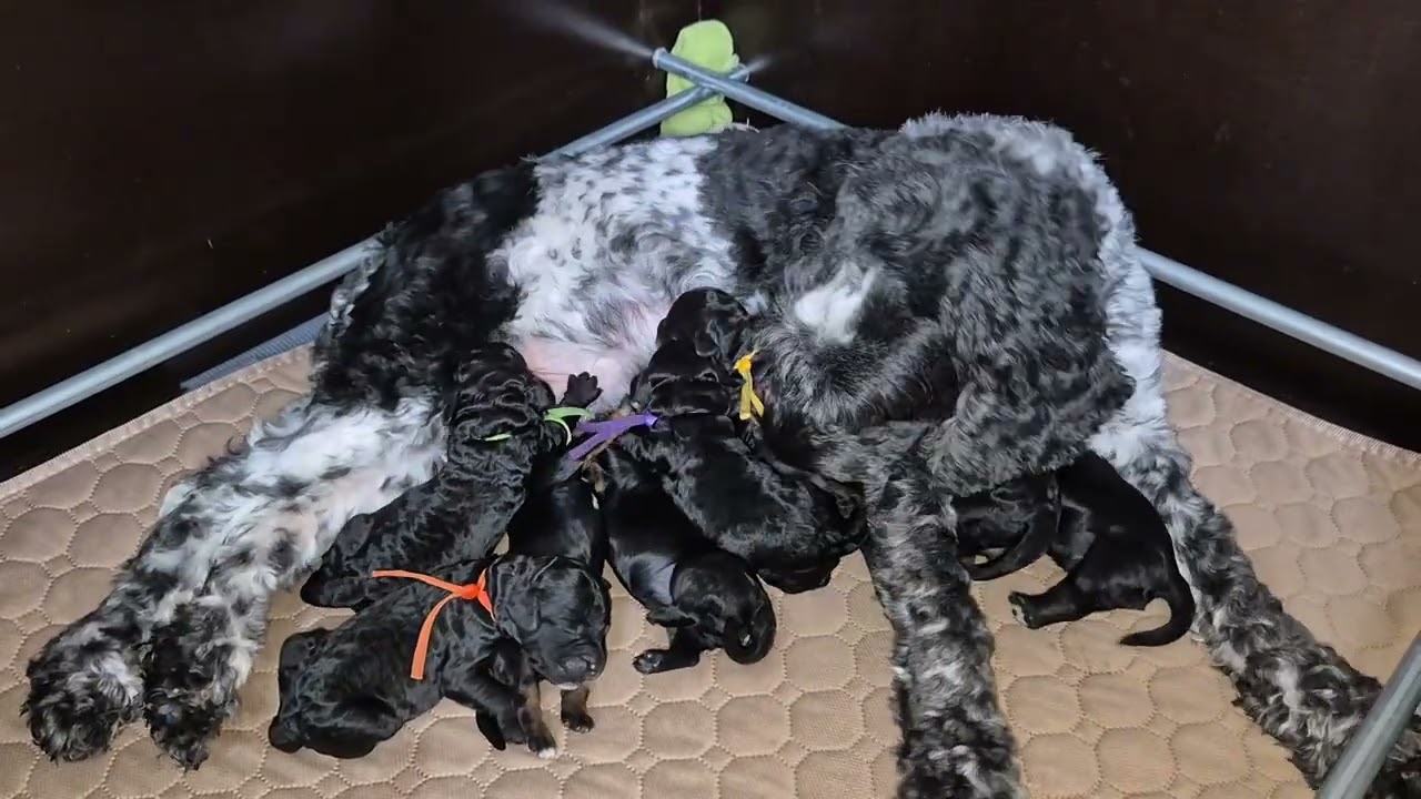 Puppy's Nova 5 dagen oud. #Cockapoo #merxiscockapoo #cockapoonederland 