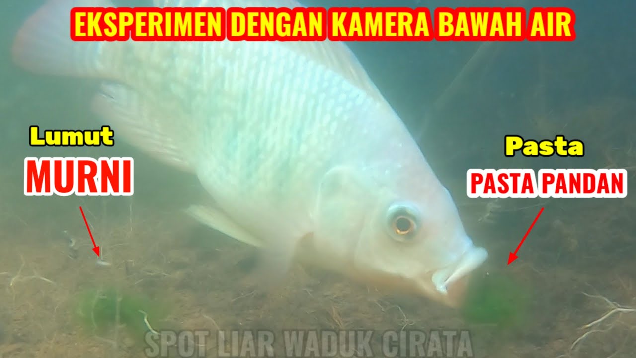 TES UMPAN TERBARU : Lumut Murni VS Lumut Pasta Pandan || Lihat Hasilnya...