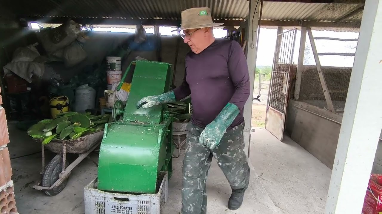 Picotadeira de Palma testada e aprovada.