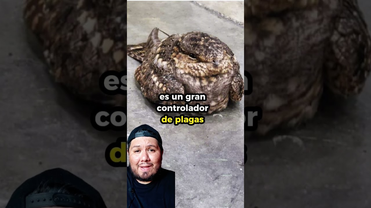 El Guarda Caminos 