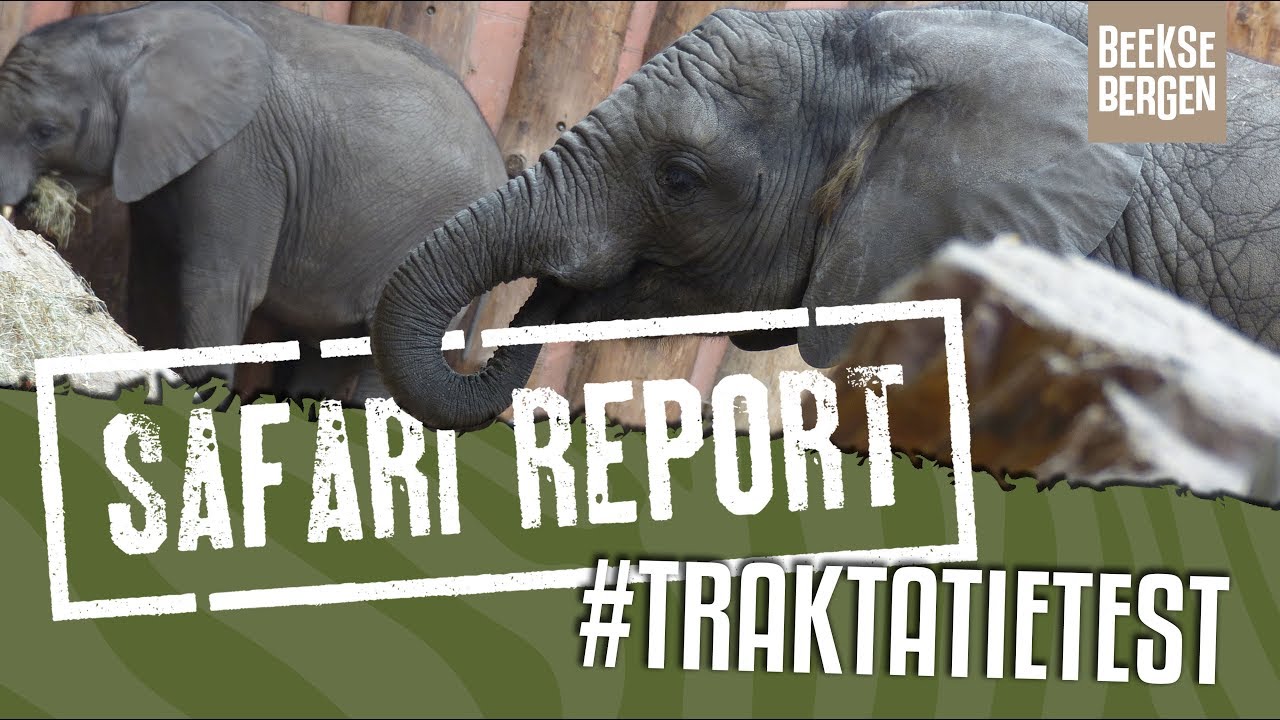 SAFARI REPORT | #111 TRAKTATIETEST