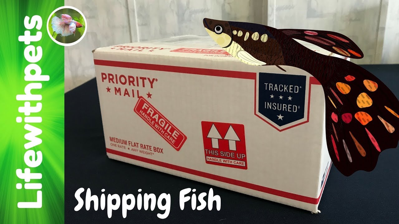 How To Ship Fish.(Guppies)