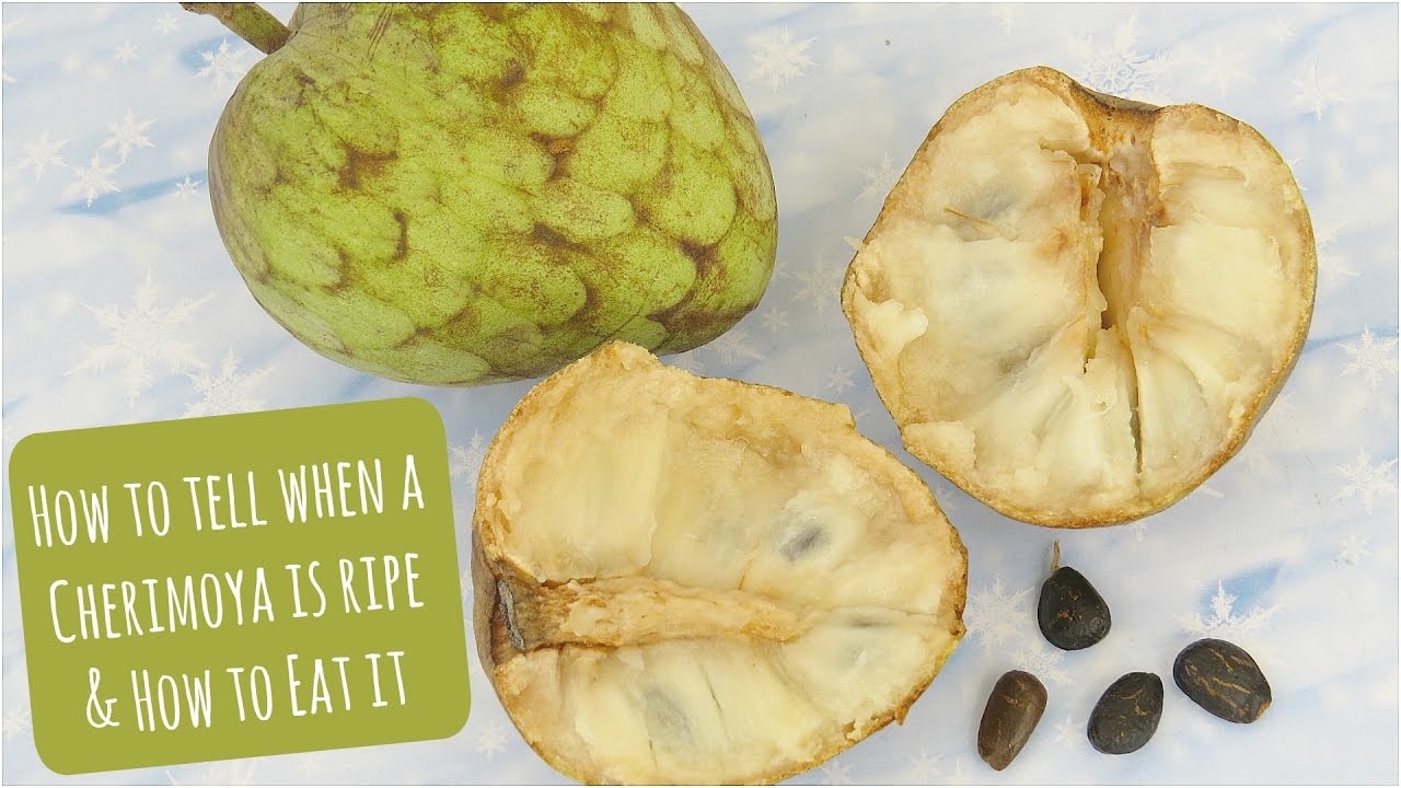 How to tell when a Cherimoya is ripe & how to eat it!
