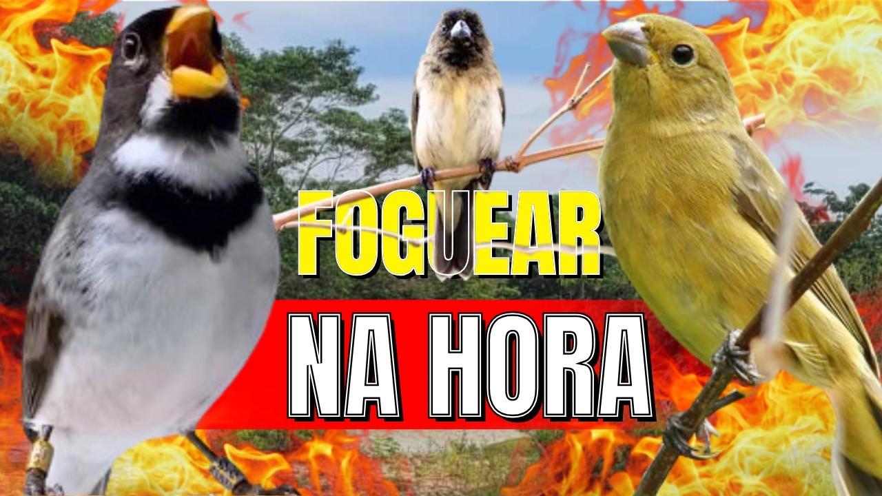 COLEIRO TUÍ-TUÍ FÊMEA CHAMANDO ENCARTE DE COLEIRO PARDOS ESQUENTA COLEIRO TUI TUI / COLEIRO TUI TUI