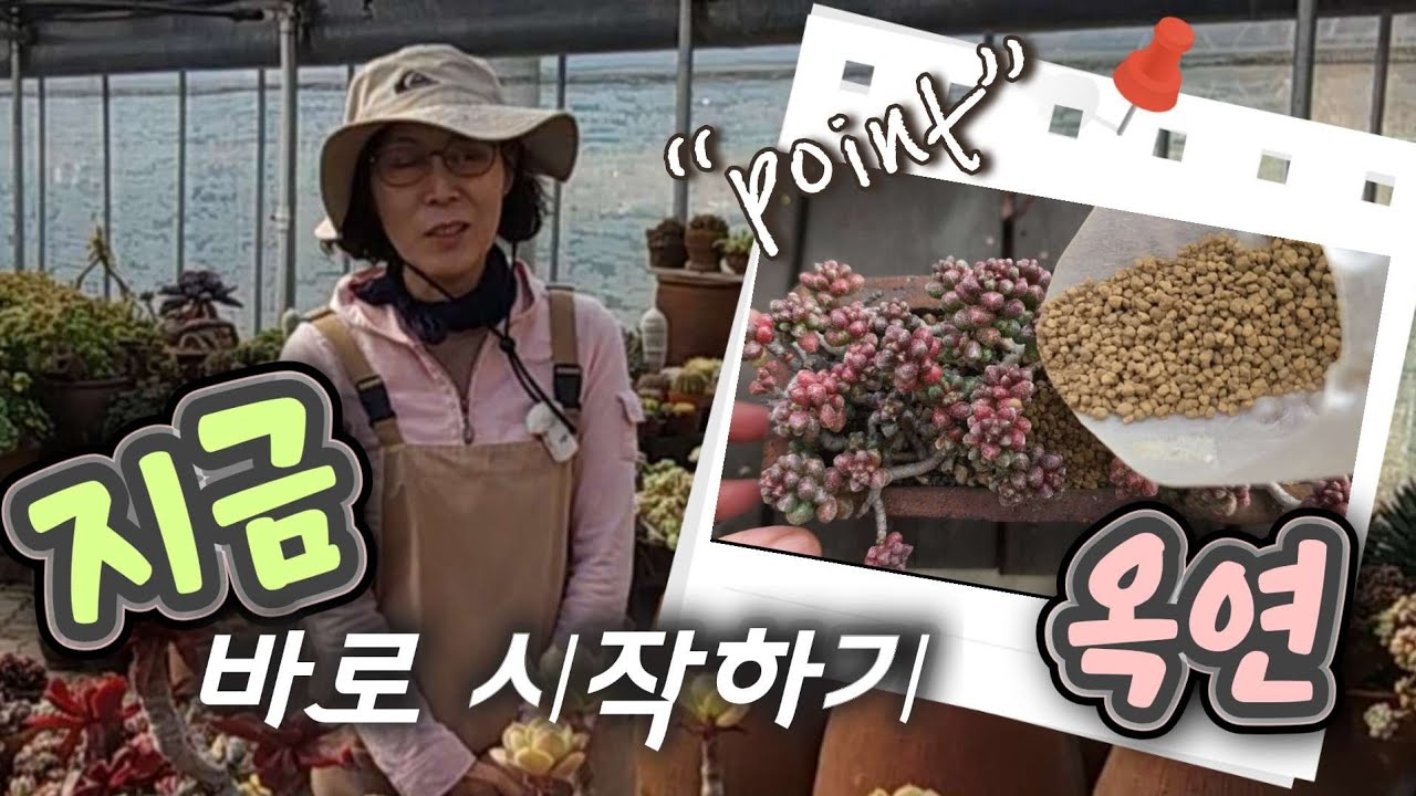 《옥연키우기》이렇게 하면 성공❗️봄에 흰꽃에 향기솔솔~ 건조할 때 바로 시작하기 