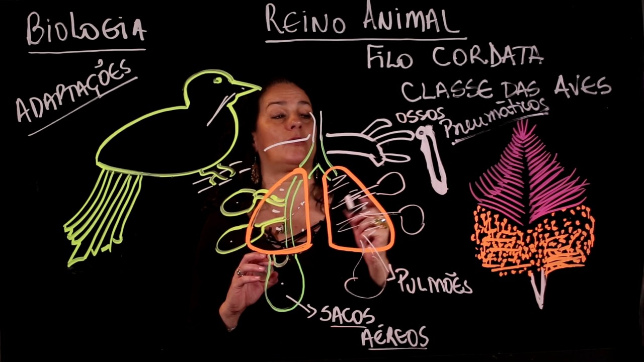 Aula 72 REINO ANIMAL Filo Chordata parte 9 Aves - Aulas ENEM