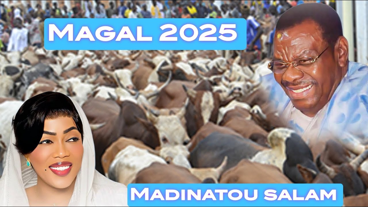 Convoi des bœufs de Sokhna aida pour le magal de Serigne touba