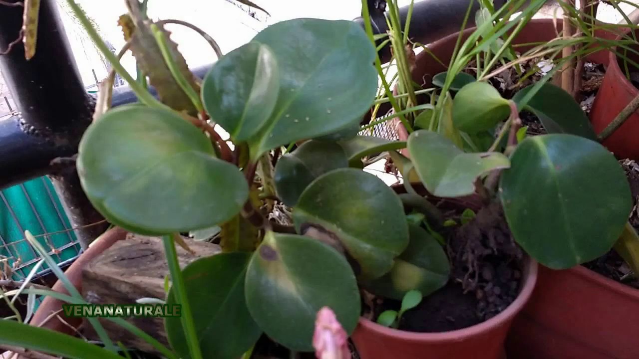 Peperomija magnoliifolia (Peperomia obtusifolia)