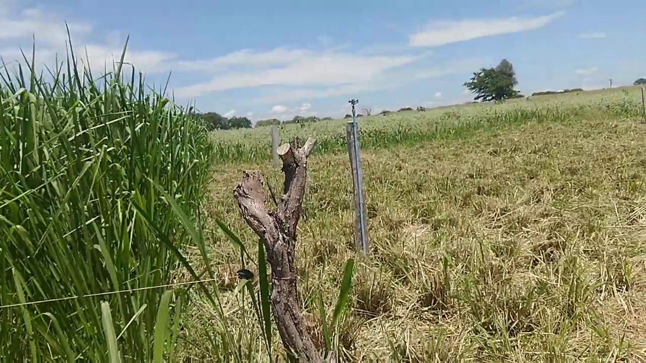Crescimento MG 12 Paredão: Roçado dia 13 de Fevereiro.