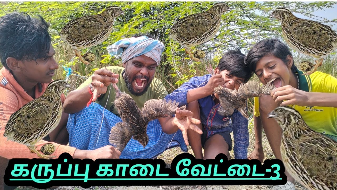 கருப்பு காடை வேட்டை-3 #quail #Quailhunting #Quailhuntingtechnique