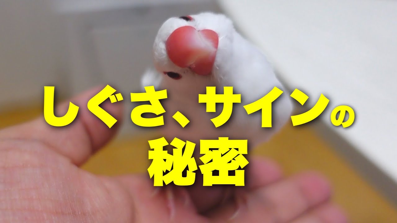 文鳥のかわいい仕草の秘密を解説