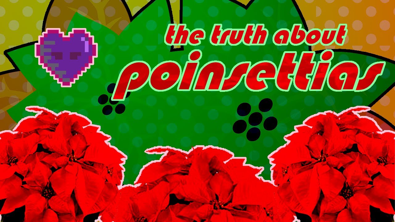 The Truth About Poinsettias