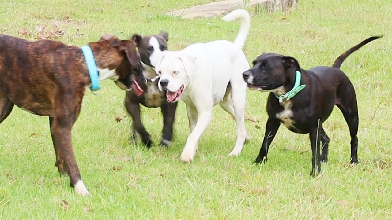 One Bark Says A Thousand Words