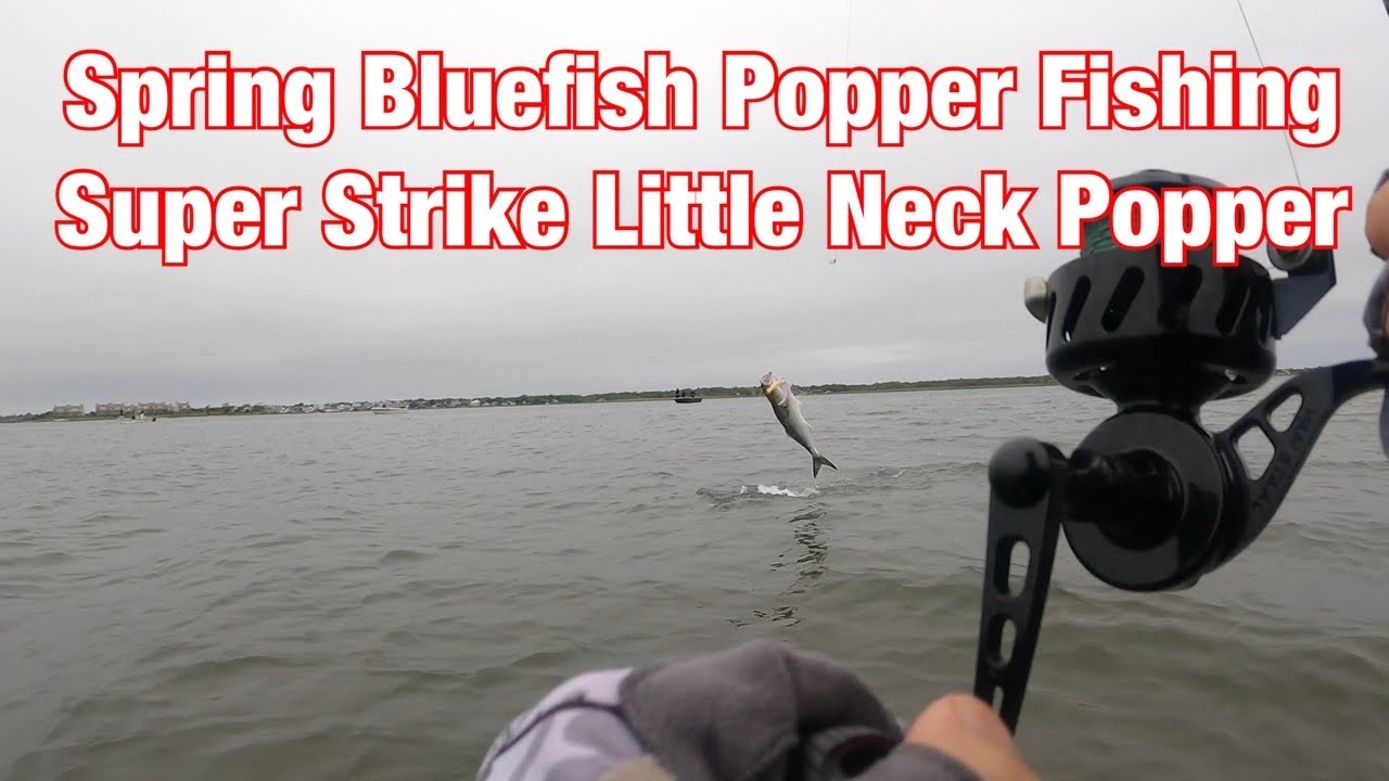 Spring Bluefish Popper Fishing - Super Strike Little Neck Popper - Part 1 of 3