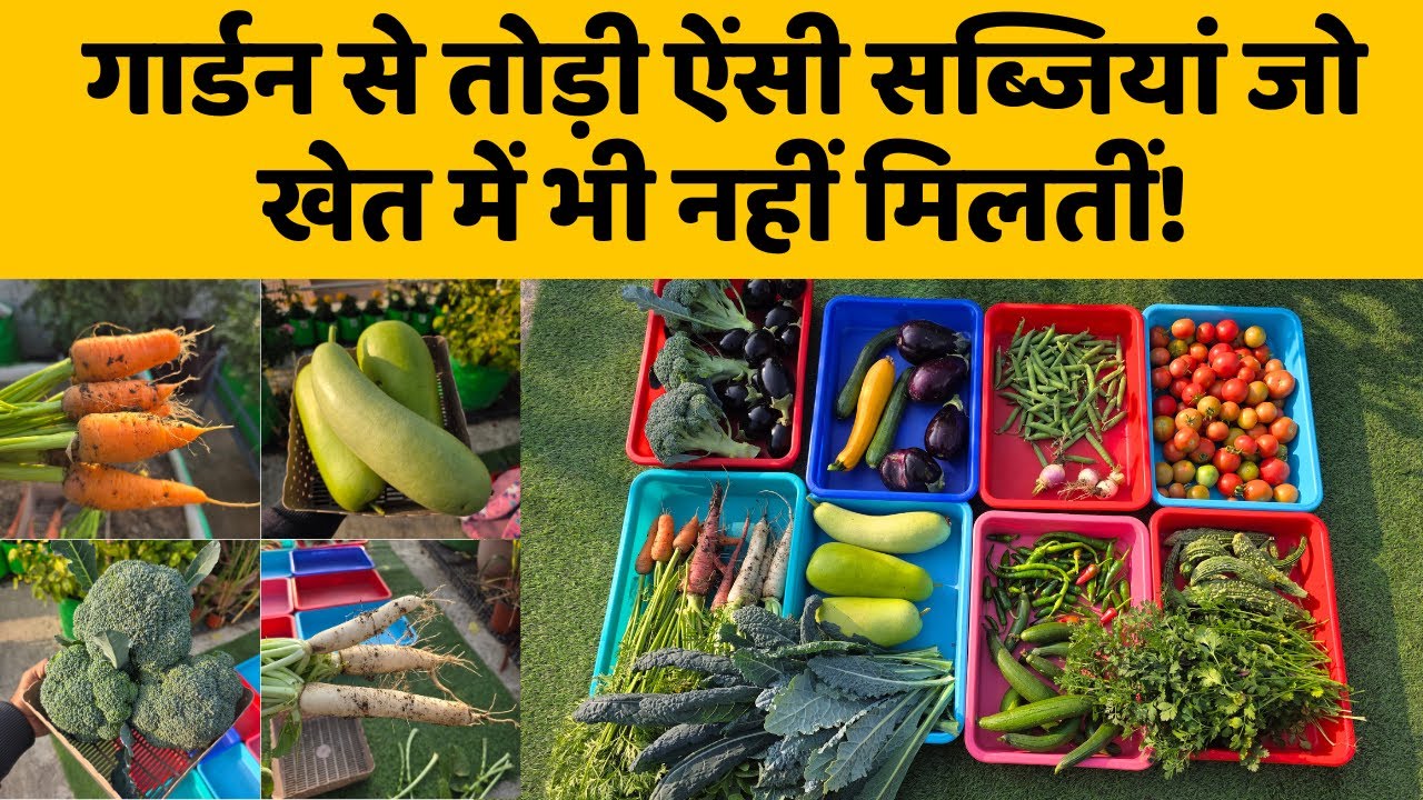 गार्डन से तोड़ी ऐंसी सब्जियां जो खेत में भी नहीं मिलतीं! | Winter Garden Vegetables Harvesting Video