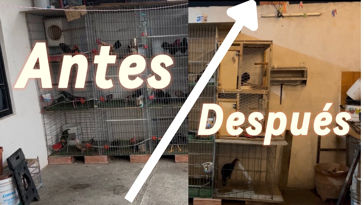 Sorpresas-limpieza-remodelación en el criadero!!!🔥