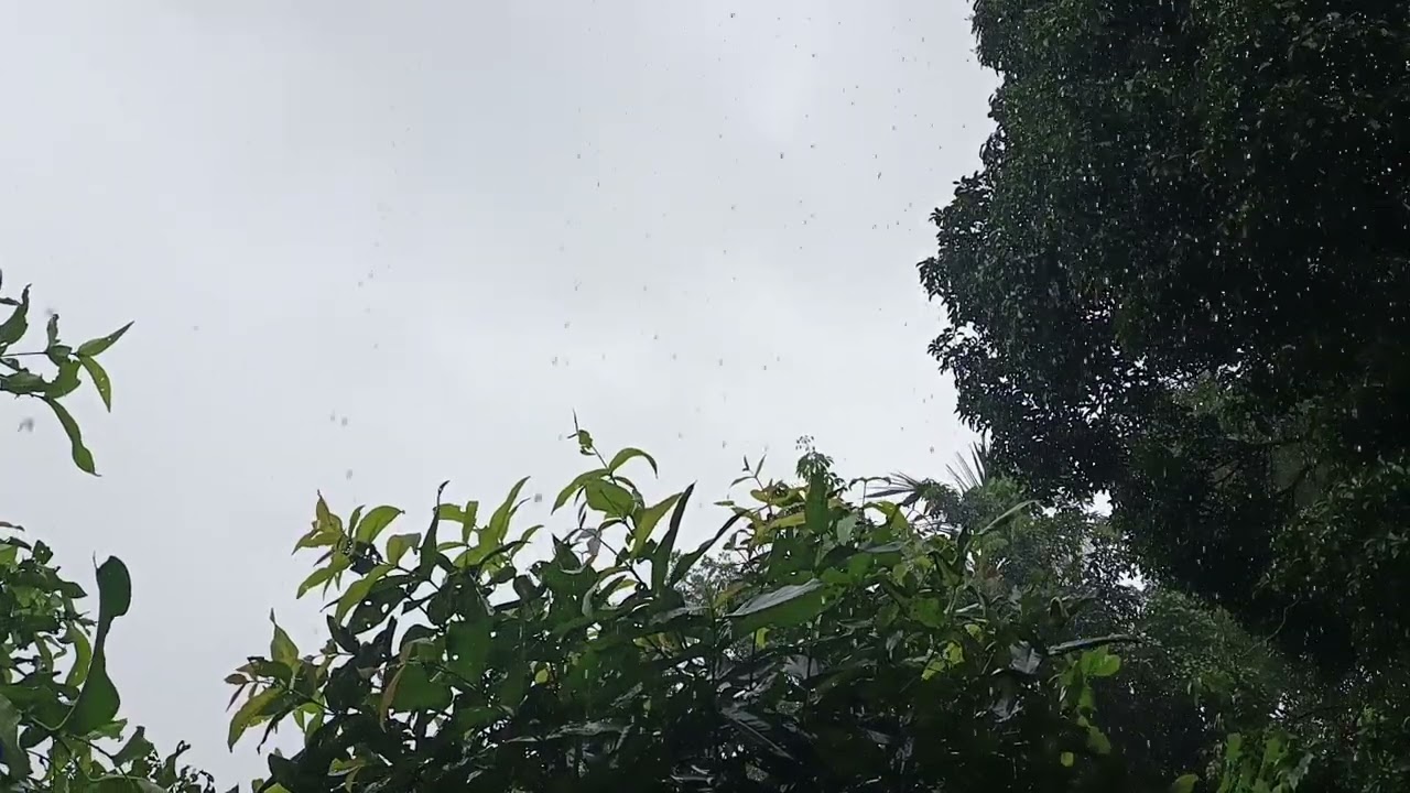 “Raindrops Drifting Between Thick Leaves.