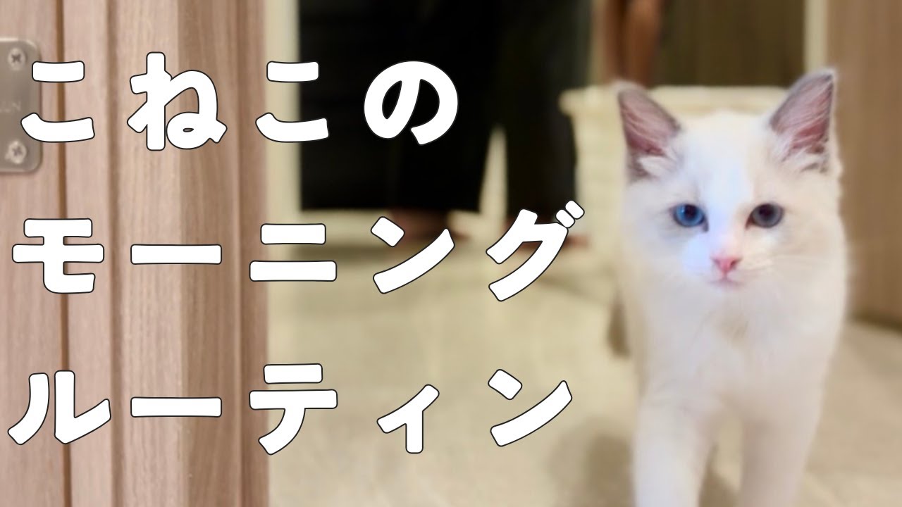ラグドールの子猫のモーニングルーティン