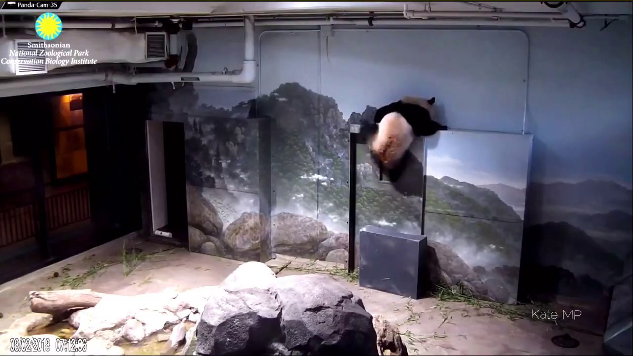 Panda Bei Bei's Morning Adventure (August 2018)
