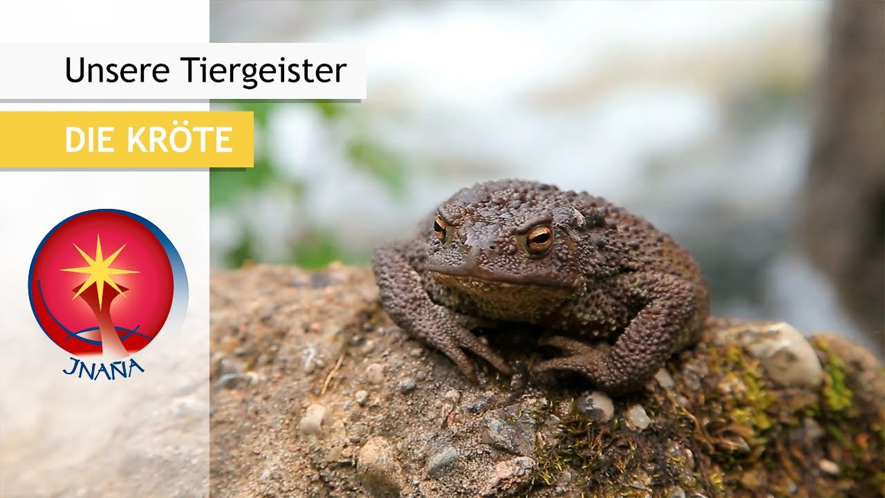 Unsere Tiergeister: Die Kröte - Mächtiger Erdgeist