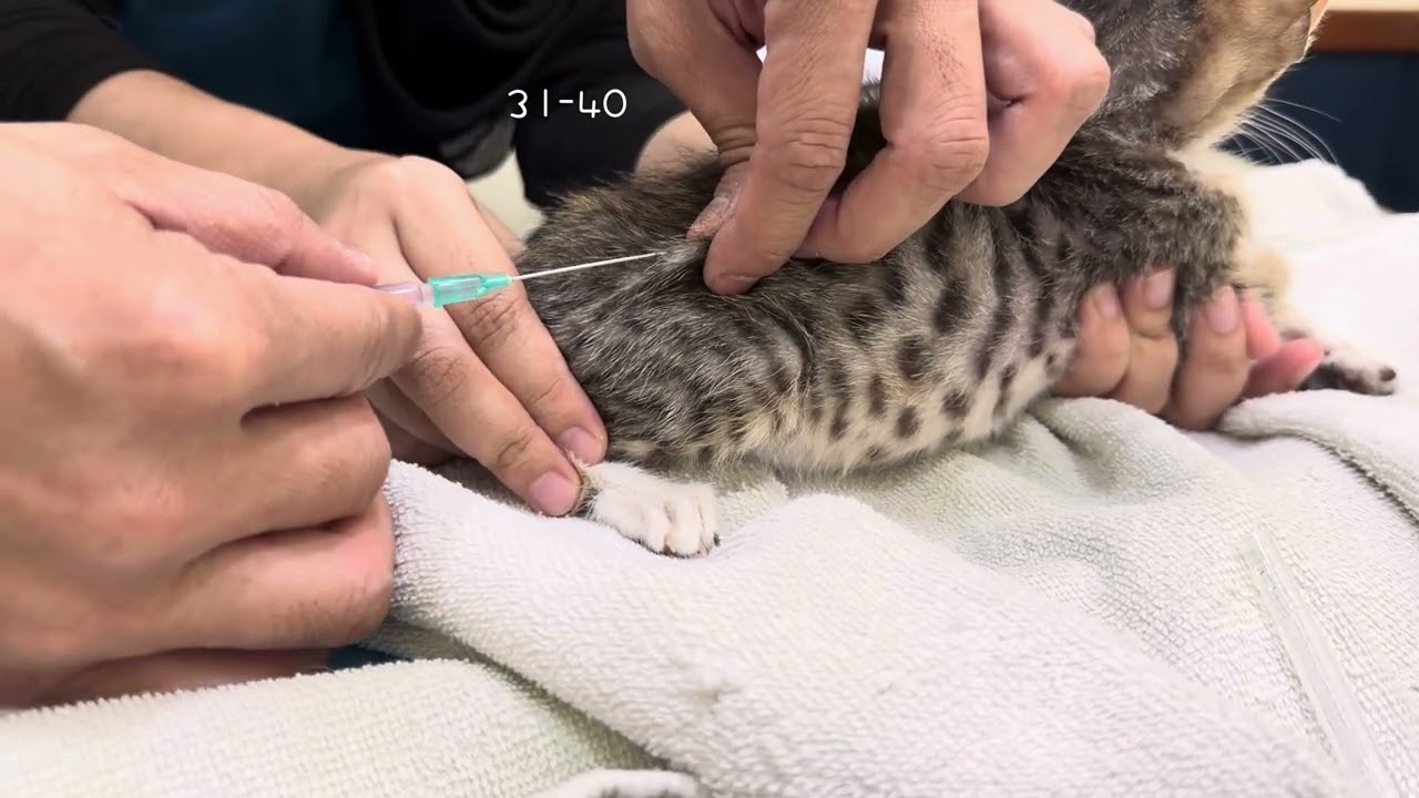 Jay 的小猫日记 #04：差点把Jay害死