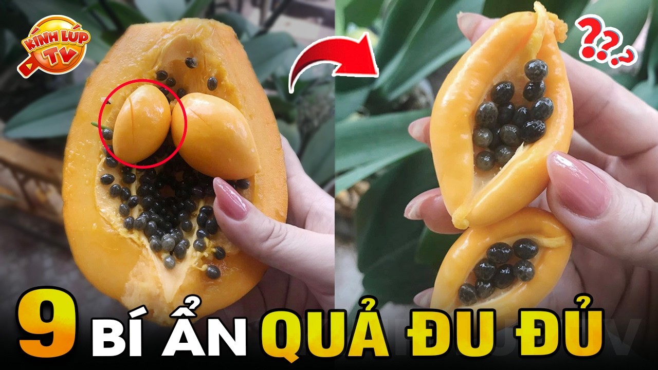🔥 9 Điều Thú Vị và Bất Ngờ Nhất Về QUẢ ĐU ĐỦ- Ăn Bao Năm Nhưng Chưa Chắc Bạn Đã Biết | Kính Lúp TV