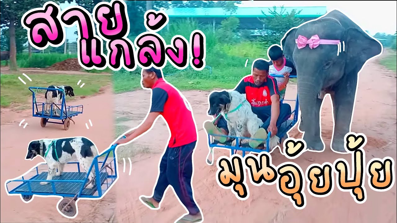 พี่ป้ายนั่งรถเข็น‼️ อุ้มร้องลั่น บันเทิงอีกแล้ว พ่ออู๊ดสายแกล้ง แกล้งคุณนาย ฮาลั่น⚠️ |พัง อุ้มบุญ