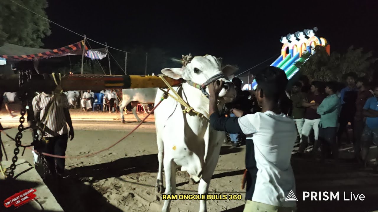 🚩17/2/2026 పెట్నికోట న్యూ కేటగిరి 11 జత రాచమల్లు శాన్వికా రెడ్డి గారు సహస్వికా రెడ్డి గారు