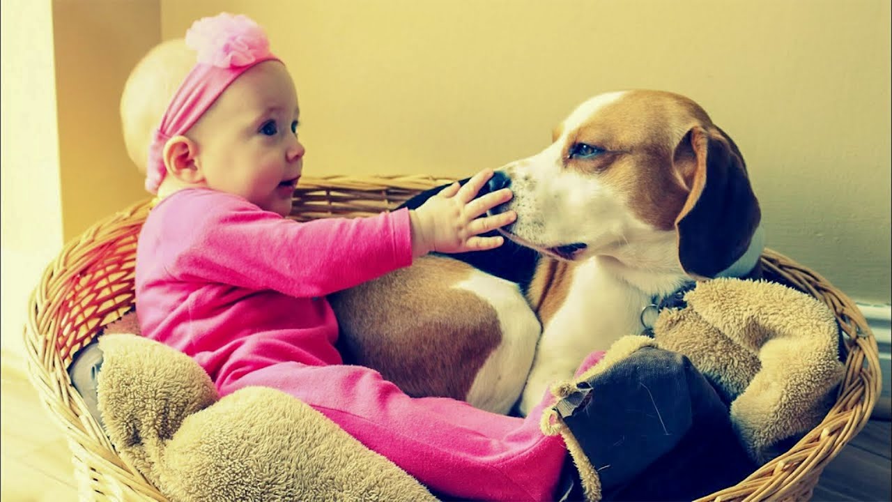 A Dog is Teaching Our Baby About Love (Heartwarming Compilation)