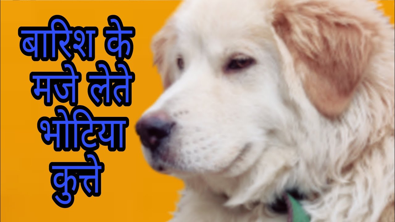 Bhotia dog female white color 7 month bhotia puppy uttarakhand wale