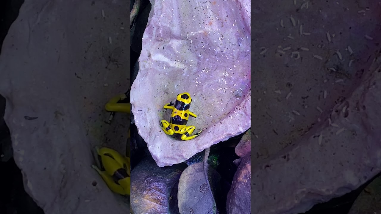 Feeding juvenile dart frog springtails
