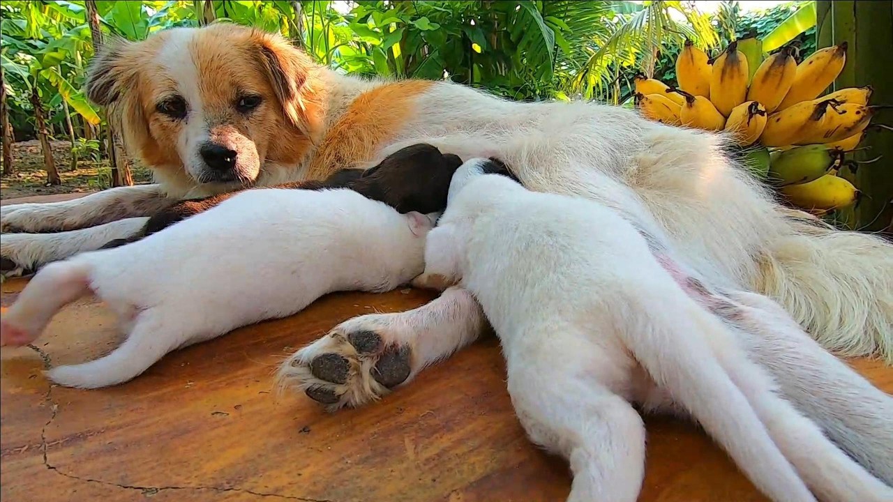 Chó Mẹ Sắp Chịu Không Nổi Với Đàn Con Nữa Rồi #xunane #chocon #chocondethuong #choconthongminh #dogs