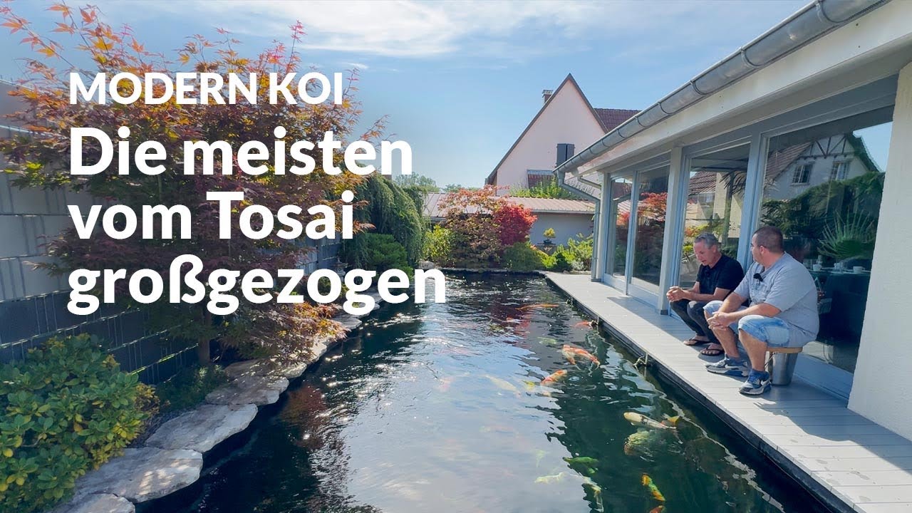 Patricks 50.000l Jumbokoiteich  | Modern Koi Blog #7149