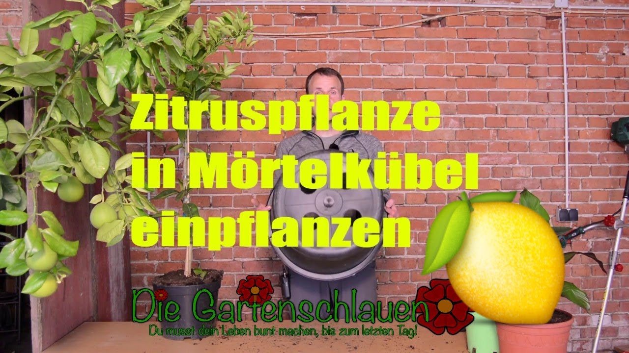 Warum der große Kübel und genau dieses Substrat für Zitruspflanzen wichtig ist