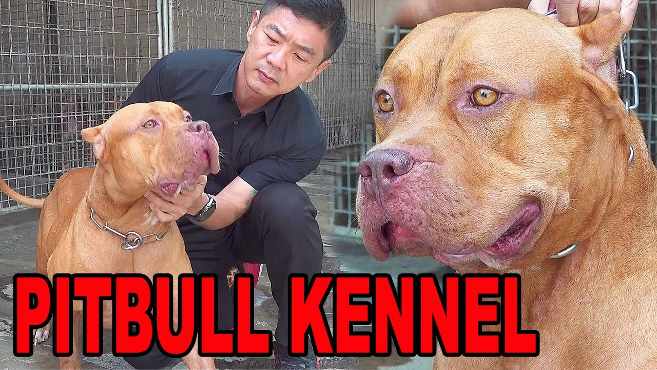 PETERNAKAN ANJING PITBULL GALAK
