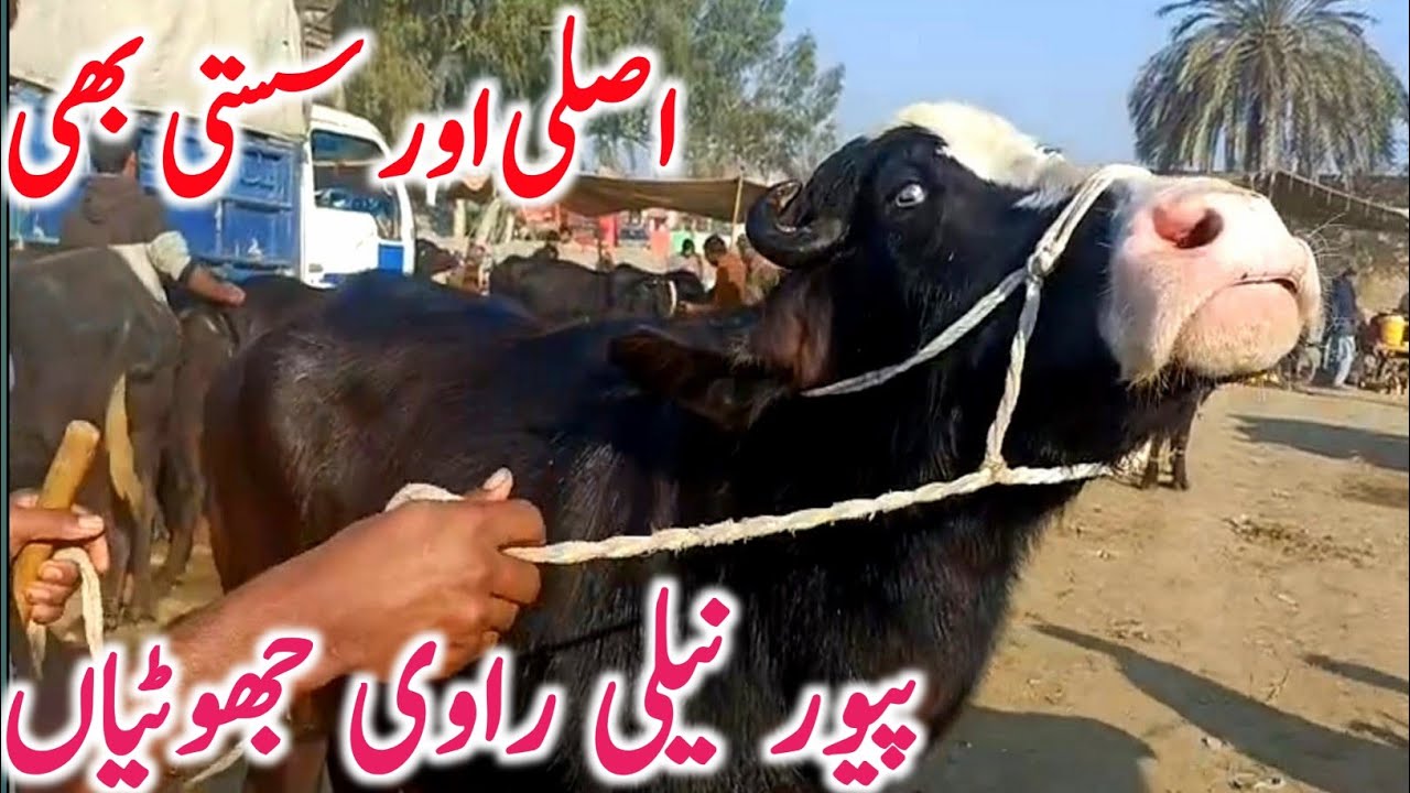 Pure Neli Ravi | Heavy Jhotian Katte Kattian | Buffalo Farming in Pakistan | Global Village Farming