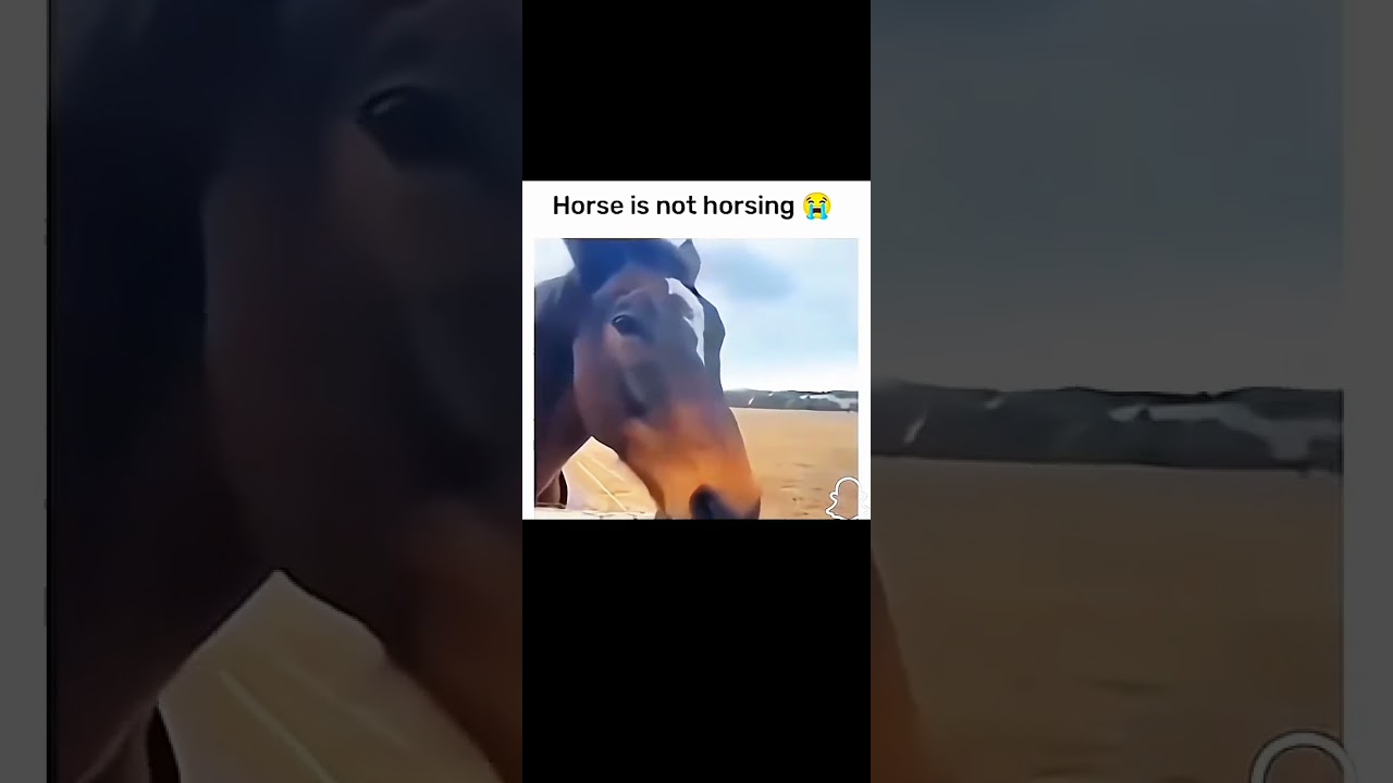 Horse is not horsing 😭. #funny #new #horses #beautful #song #shorts #short