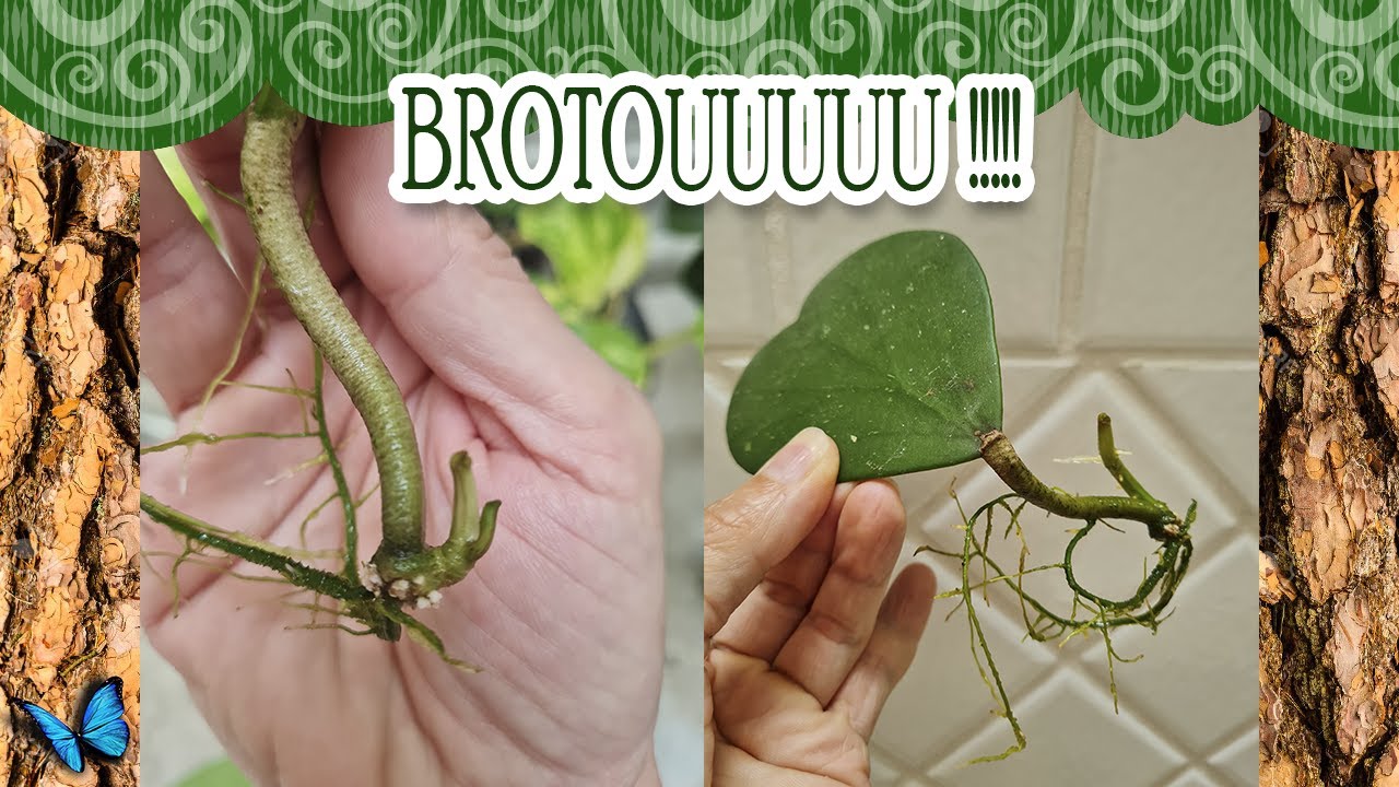 INCRÍVEL!!!! CONSEGUI BROTAR A FOLHA DA FLOR DE CERA CORAÇÃO!!!! (HOYA KERRII)