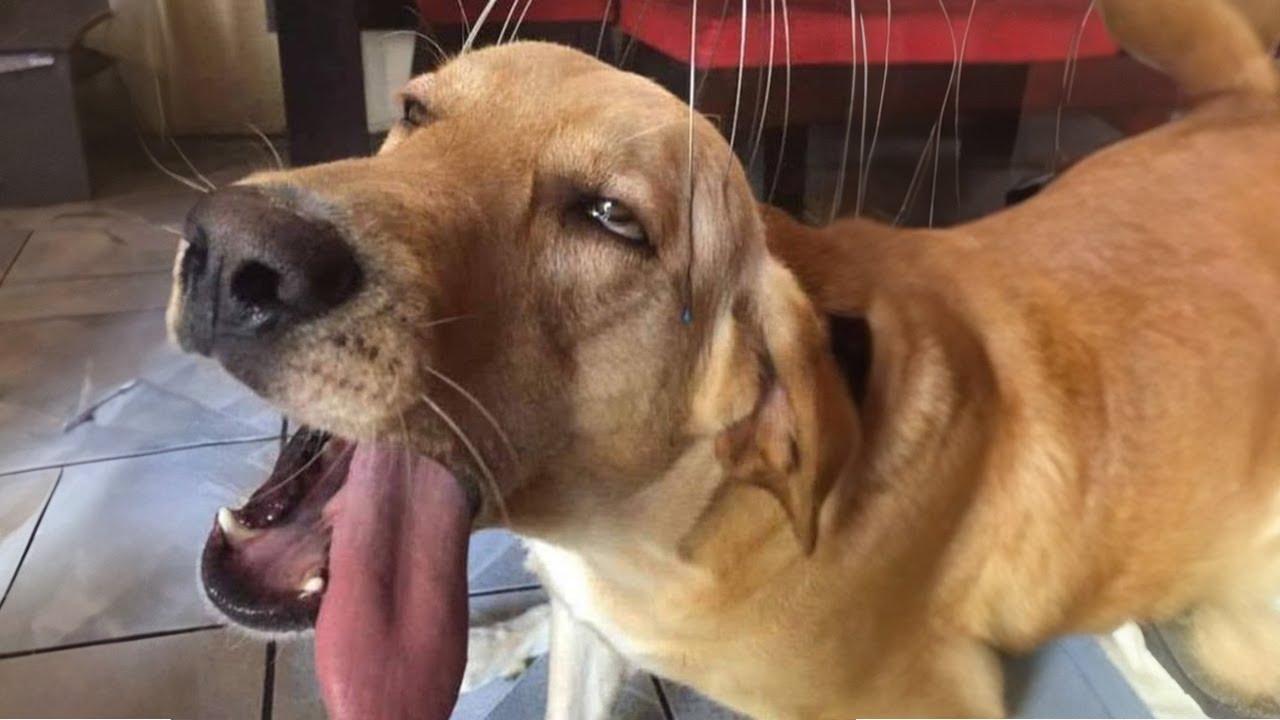 20 MINUTOS DE LOS PERROS Y ANIMALES MÁS DIVERTIDOS CAPTADOS EN CÁMARA