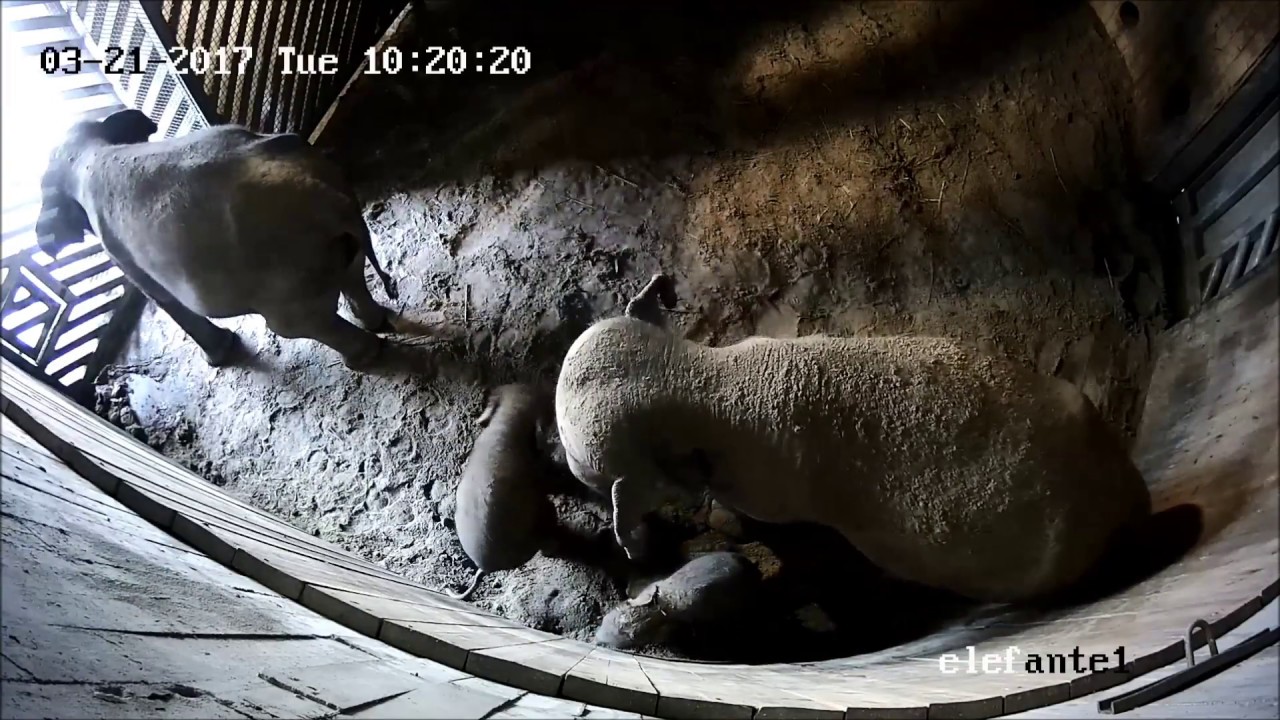 Primeros momentos de la nueva cría de elefante de Zoo Aquarium de Madrid