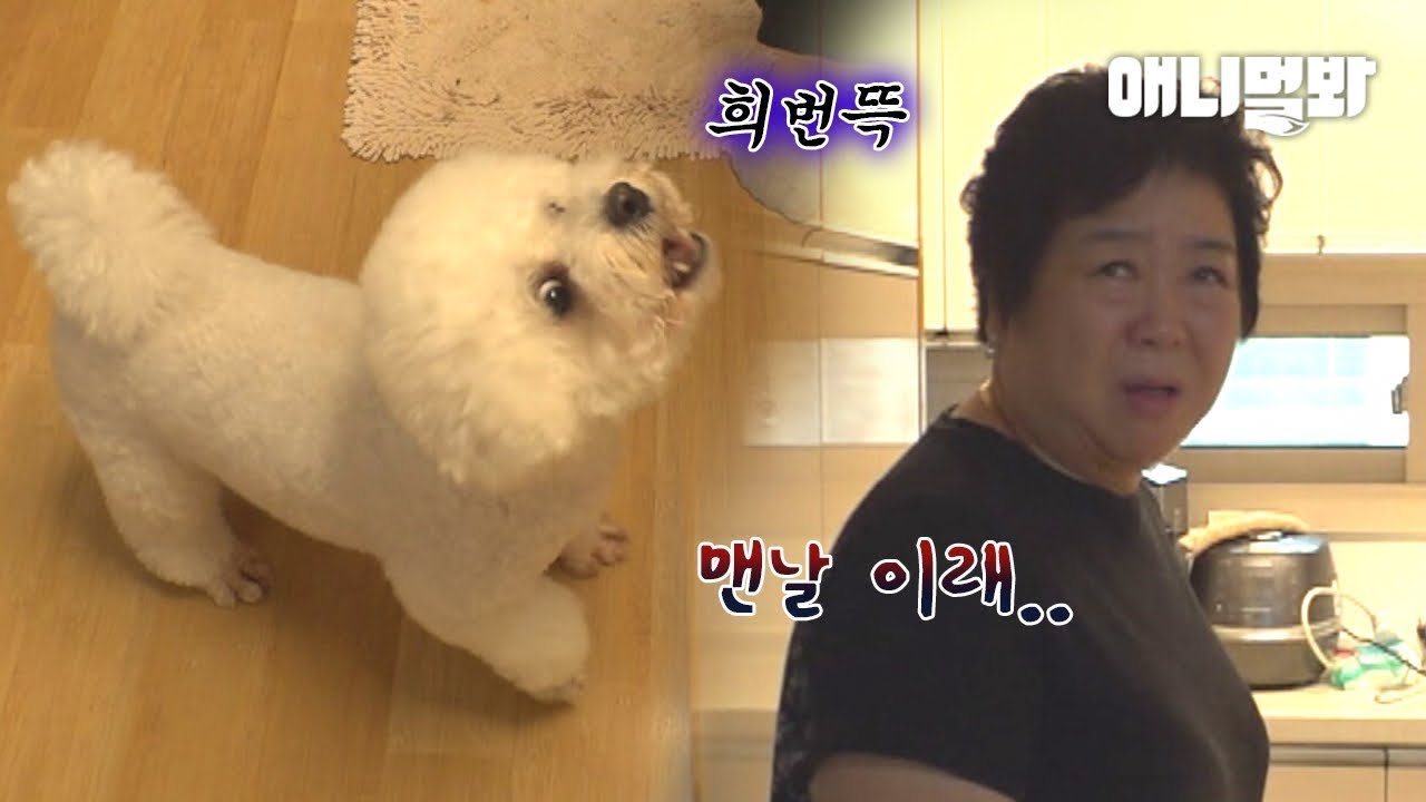 우리집 강아지 때문에 두부 사 먹기가 무서워요.. 도와줘요 동물농장..ㅣDog That Barks When Truck Comes Into The Apartment Complex